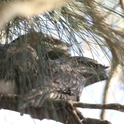 Podargus strigoides (Tawny Frogmouth) at Lake Conjola, NSW - 29 May 2014 by Charles Dove