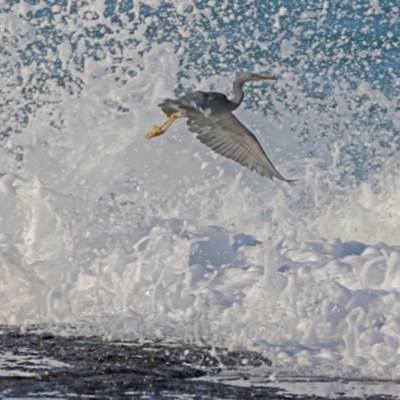 Egretta sacra (Eastern Reef Egret) at South Pacific Heathland Reserve - 23 May 2014 by Charles Dove