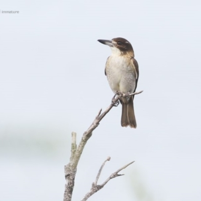 Cracticus torquatus (Grey Butcherbird) at Ulladulla, NSW - 23 May 2014 by CharlesDove