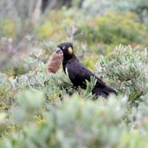 Zanda funerea at South Pacific Heathland Reserve - 22 May 2014 12:00 AM