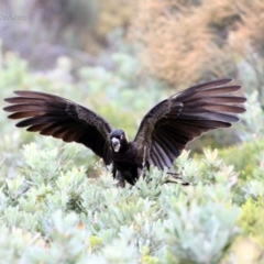 Zanda funerea at South Pacific Heathland Reserve - 22 May 2014 12:00 AM