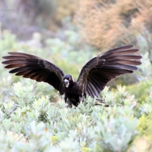 Zanda funerea at South Pacific Heathland Reserve - 22 May 2014 12:00 AM