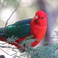 Alisterus scapularis (Australian King-Parrot) at Ulladulla, NSW - 4 May 2014 by CharlesDove