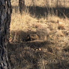 Tachyglossus aculeatus (Short-beaked Echidna) at Belconnen, ACT - 24 Jul 2018 by dhkmapr