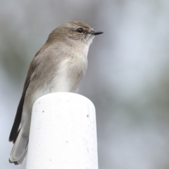 Microeca fascinans at Moollattoo, NSW - 29 Apr 2014 12:00 AM