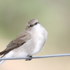 Microeca fascinans at Moollattoo, NSW - 29 Apr 2014 12:00 AM