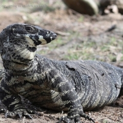 Varanus varius at Moollattoo, NSW - suppressed