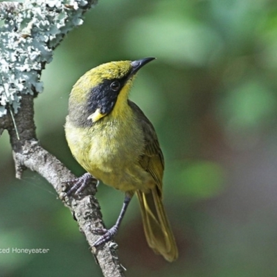 Lichenostomus melanops (Yellow-tufted Honeyeater) at Moollattoo, NSW - 28 Apr 2014 by Charles Dove