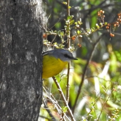 Eopsaltria australis (Eastern Yellow Robin) at Paddys River, ACT - 24 Jul 2018 by RodDeb