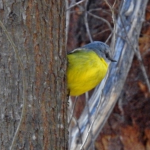 Eopsaltria australis at Paddys River, ACT - 24 Jul 2018 12:57 PM