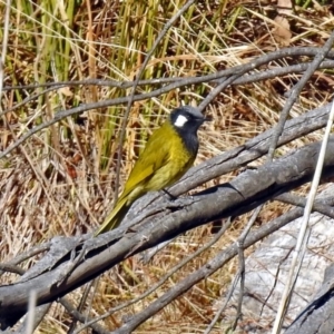 Nesoptilotis leucotis at Paddys River, ACT - 24 Jul 2018