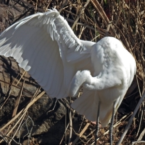 Ardea alba at Bonython, ACT - 24 Jul 2018