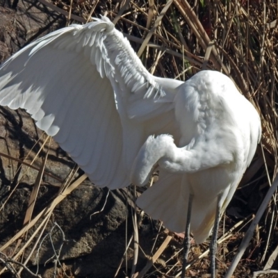 Ardea alba (Great Egret) at Gordon Pond - 24 Jul 2018 by RodDeb