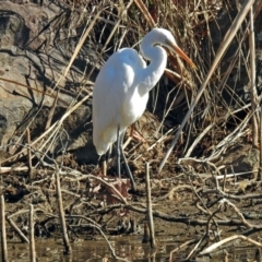 Ardea alba at Bonython, ACT - 24 Jul 2018