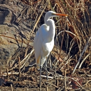 Ardea alba at Bonython, ACT - 24 Jul 2018