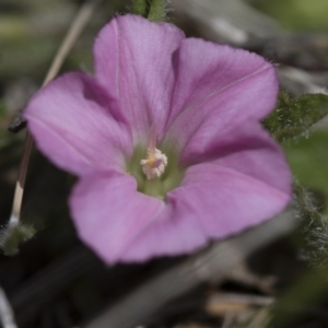 Convolvulus angustissimus subsp. angustissimus at Illilanga & Baroona - 30 Oct 2016