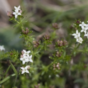 Asperula conferta at Michelago, NSW - 9 Oct 2016