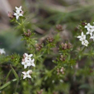 Asperula conferta (Common Woodruff) at Michelago, NSW - 9 Oct 2016 by Illilanga