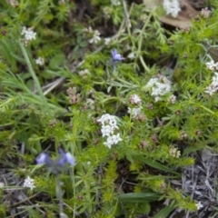 Asperula conferta at Michelago, NSW - 9 Oct 2016