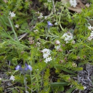 Asperula conferta at Michelago, NSW - 9 Oct 2016