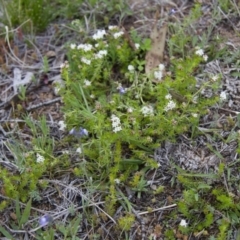 Asperula conferta at Michelago, NSW - 9 Oct 2016