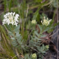 Pimelea linifolia (Slender Rice Flower) at Michelago, NSW - 6 Nov 2010 by Illilanga