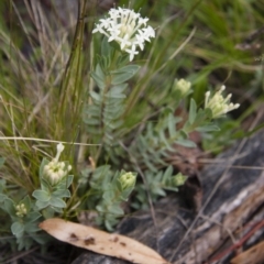 Pimelea linifolia at Michelago, NSW - 6 Nov 2010