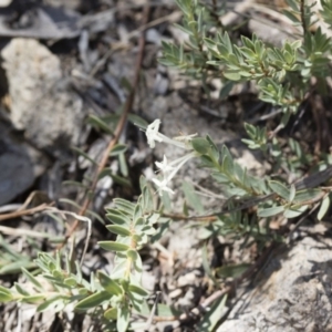 Pimelea linifolia at Michelago, NSW - 12 Nov 2017