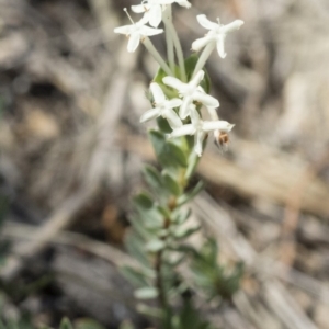 Pimelea linifolia at Michelago, NSW - 12 Nov 2017