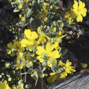 Hibbertia obtusifolia at Illilanga & Baroona - 9 Dec 2017