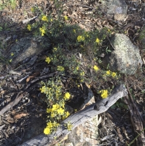 Hibbertia obtusifolia at Illilanga & Baroona - 9 Dec 2017