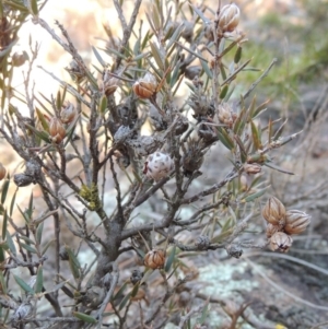 Lissanthe strigosa subsp. subulata at Greenway, ACT - 17 Jul 2018