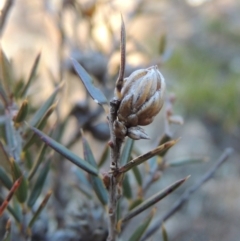 Lissanthe strigosa subsp. subulata at Greenway, ACT - 17 Jul 2018