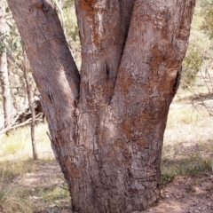Xylodon australis at Aranda Bushland - 12 Mar 2018 by Heino1
