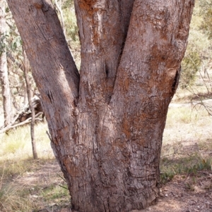 Xylodon australis at Aranda Bushland - 12 Mar 2018