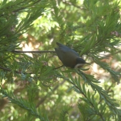 Acanthorhynchus tenuirostris (Eastern Spinebill) at Hackett, ACT - 22 Jul 2018 by WalterEgo