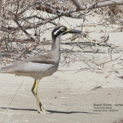 Esacus magnirostris (Beach Stone-curlew) at Comerong Island, NSW - 2 Dec 2013 by CharlesDove