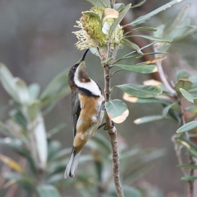Acanthorhynchus tenuirostris (Eastern Spinebill) at Ulladulla, NSW - 27 Jun 2014 by CharlesDove