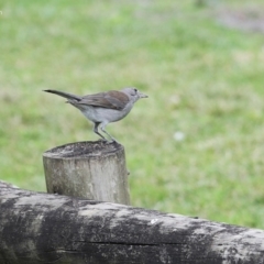 Colluricincla harmonica (Grey Shrikethrush) at Burrill Lake, NSW - 27 Jun 2014 by CharlesDove