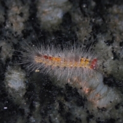 Orgyia anartoides at Wamboin, NSW - 22 Apr 2018