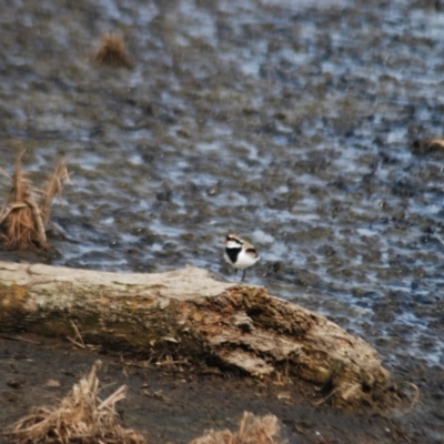 Charadrius melanops (Black-fronted Dotterel) at Fyshwick, ACT - 24 Apr 2018 by natureguy