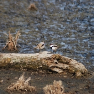 Charadrius melanops at Fyshwick, ACT - 25 Apr 2018 06:12 AM