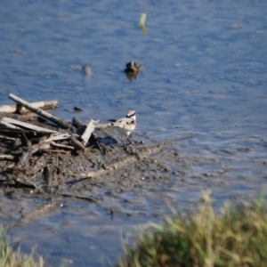 Charadrius melanops at Fyshwick, ACT - 25 Apr 2018 06:32 AM