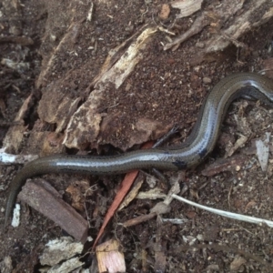 Hemiergis talbingoensis at Aranda, ACT - 26 Jul 2018