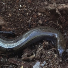 Hemiergis talbingoensis at Aranda, ACT - 26 Jul 2018 12:31 PM