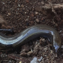 Hemiergis talbingoensis at Aranda, ACT - 26 Jul 2018