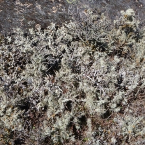 Melicytus angustifolius subsp. divaricatus at Rendezvous Creek, ACT - 24 Jul 2018