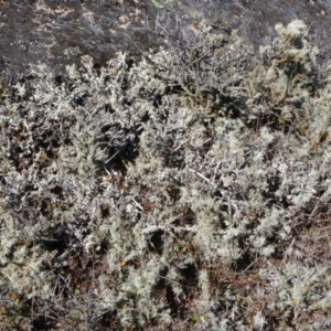 Melicytus angustifolius subsp. divaricatus at Rendezvous Creek, ACT - 24 Jul 2018 01:41 AM