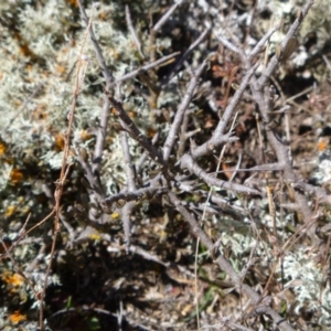 Melicytus angustifolius subsp. divaricatus at Rendezvous Creek, ACT - 24 Jul 2018 01:41 AM