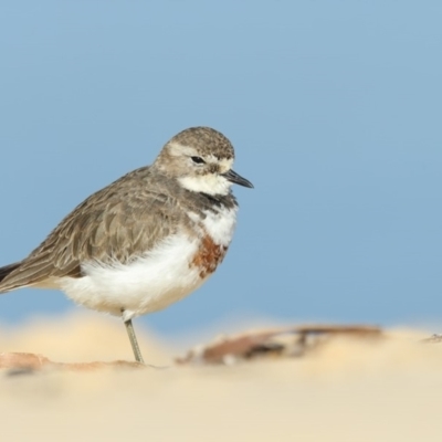 Anarhynchus bicinctus (Double-banded Plover) at Merimbula, NSW - 25 Jul 2018 by Leo